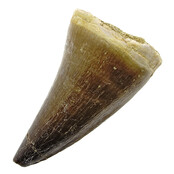 Mosasauruszahn aus Marokko