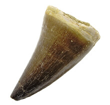 Mosasaurus tooth from Morocco