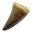 Mosasaurus tooth from Morocco