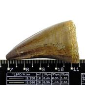 Mosasaurus tand uit Marokko