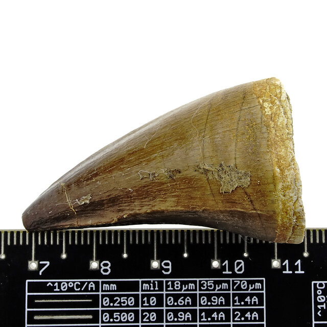 Mosasaurus tand uit Marokko