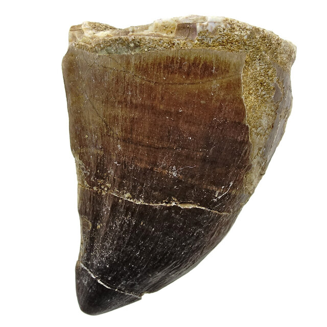 Mosasaurus tand uit Marokko