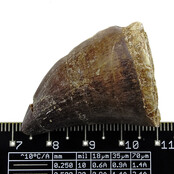 Mosasaurus tooth from Morocco