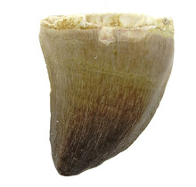 Mosasaurus tooth from Morocco