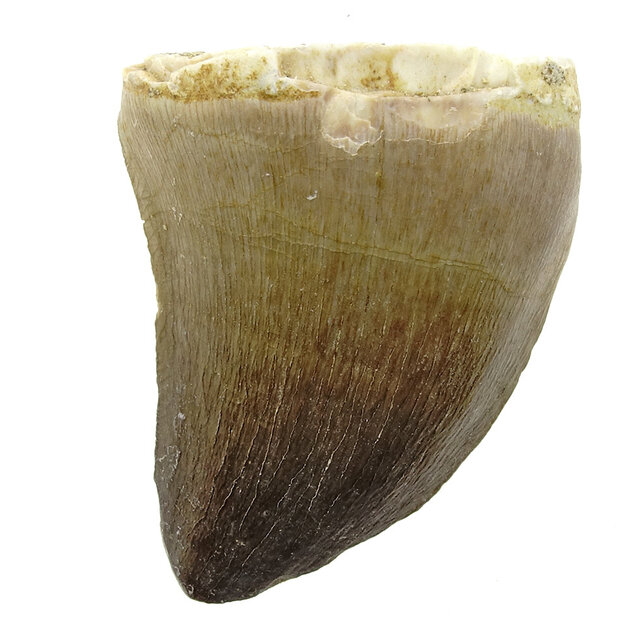 Mosasaurus tooth from Morocco