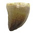 Mosasaurus tooth from Morocco