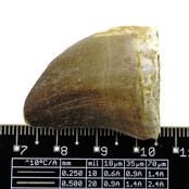 Mosasaurus tand uit Marokko