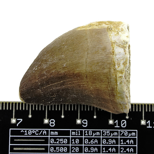 Mosasauruszahn aus Marokko