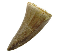 Mosasaurus tooth from Morocco