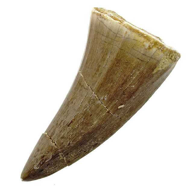 Mosasauruszahn aus Marokko