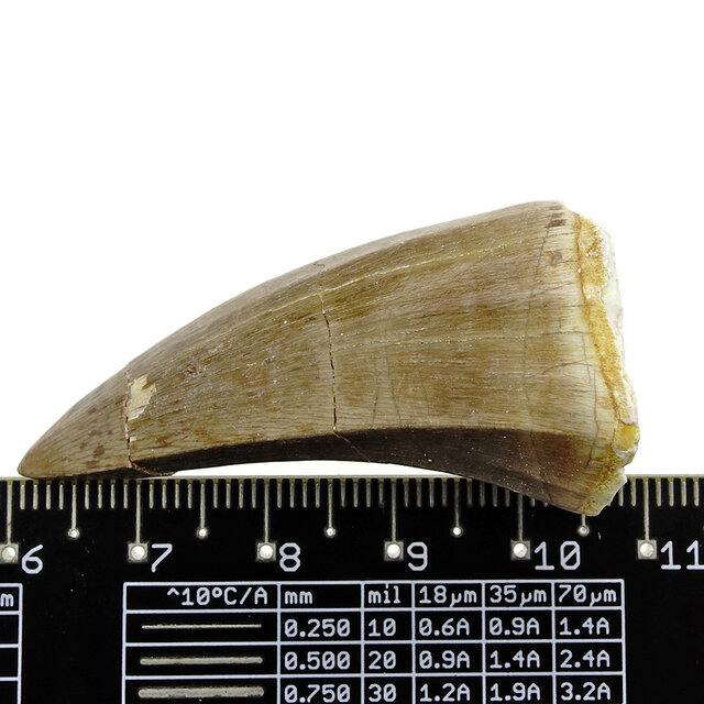 Mosasaurus tooth from Morocco