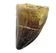 Mosasaurus tand uit Marokko