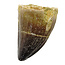 Mosasaurus tooth from Morocco