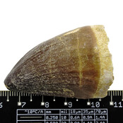 Mosasauruszahn aus Marokko