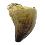 Mosasaurus tooth from Morocco
