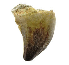 Mosasauruszahn aus Marokko