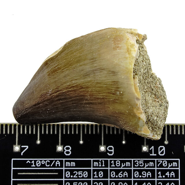 Mosasaurus tand uit Marokko