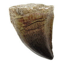 Mosasaurus tand uit Marokko