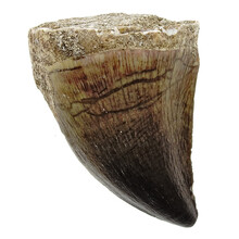 Mosasaurus tooth