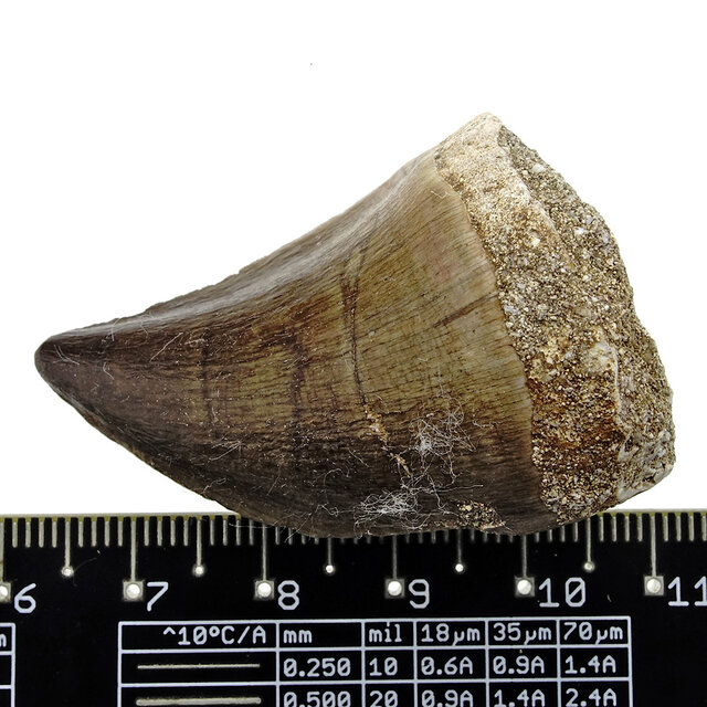 Mosasauruszahn aus Marokko