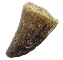 Mosasaurus tooth from Morocco