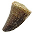 Mosasaurus tooth from Morocco