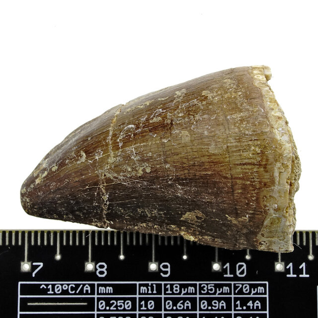 Mosasaurus tooth from Morocco
