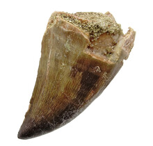 Mosasaurus tooth from Morocco
