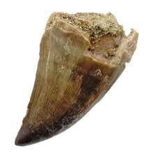 Mosasaurus tooth