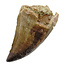 Mosasaurus tooth from Morocco