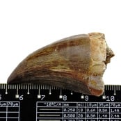 Mosasaurus tand uit Marokko