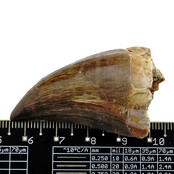 Mosasauruszahn aus Marokko