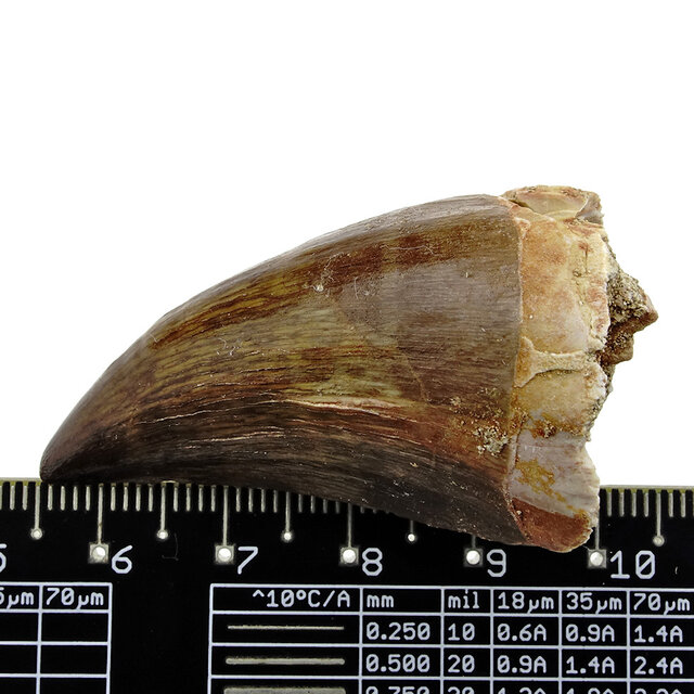 Mosasauruszahn aus Marokko