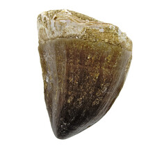 Mosasaurus tooth from Morocco