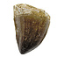 Mosasaurus tooth from Morocco