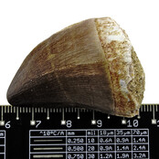 Mosasaurus tooth from Morocco