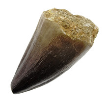 Mosasaurus tooth from Morocco