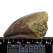 Mosasauruszahn aus Marokko