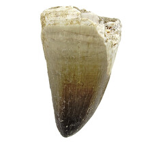 Mosasaurus tand uit Marokko