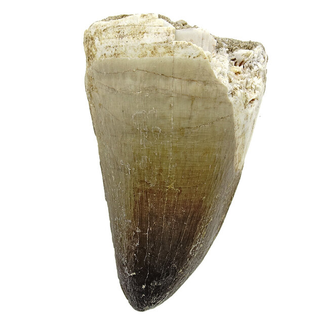 Mosasauruszahn aus Marokko