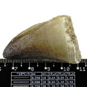 Mosasaurus tooth from Morocco