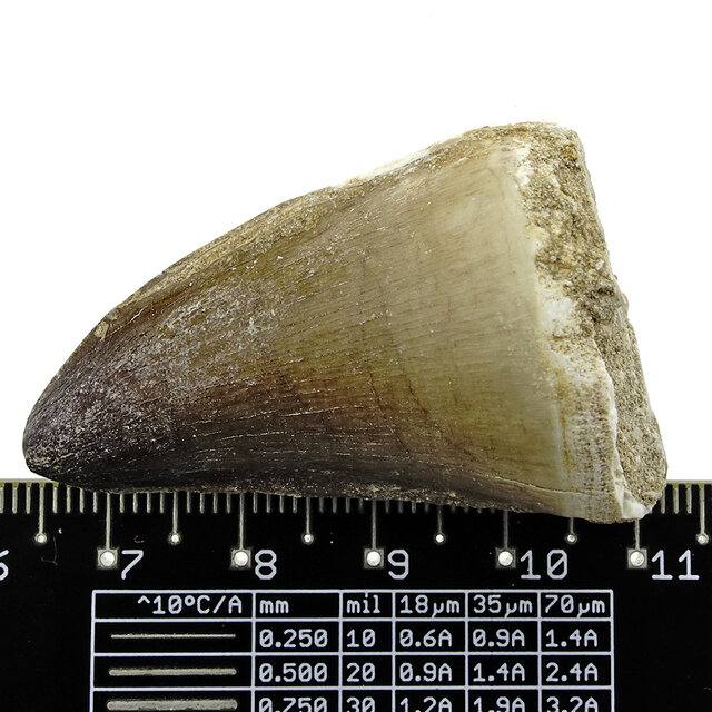 Mosasaurus tooth from Morocco