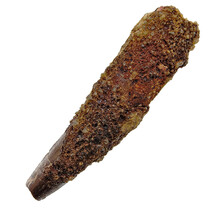 Real dinosaur tooth from a Spinosaurus