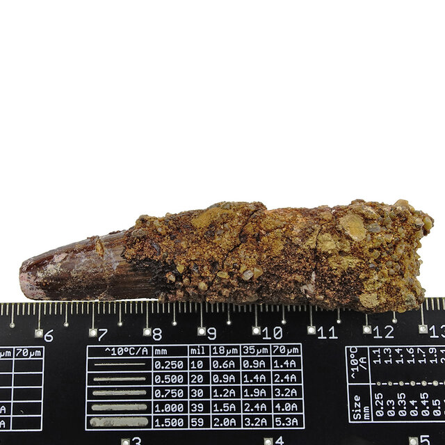 Real dinosaur tooth from a Spinosaurus