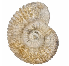 Ammonite, petrified fossil from Morocco