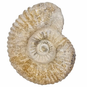 Ammonite from Morocco