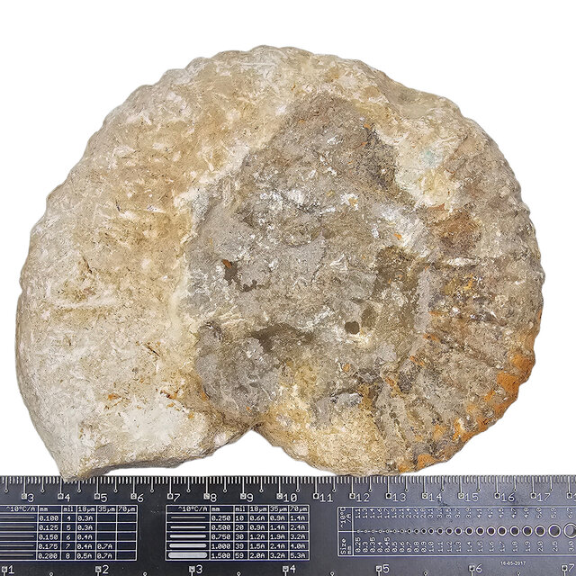 Ammonit, versteinertes Fossil aus Marokko