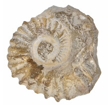 Ammonite, petrified fossil from Morocco