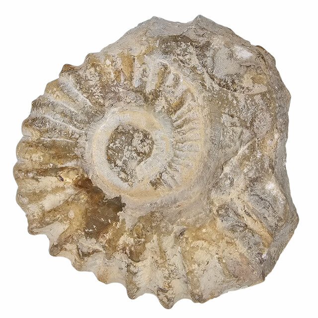 Ammonite, petrified fossil from Morocco