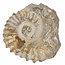 Ammonite, petrified fossil from Morocco